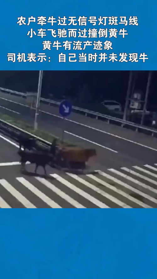 農戶牽牛過無信號燈斑馬線,小車飛馳而過撞倒黃牛,黃牛有流產跡象,司機表示 自己當時并未發(fā)現牛 交通安全 經紀人小薇